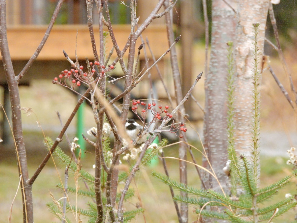 Black-capped Chickadee - ML644545790