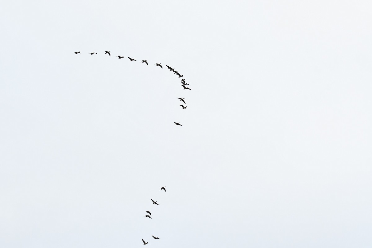 Bernache du Canada - ML644545792