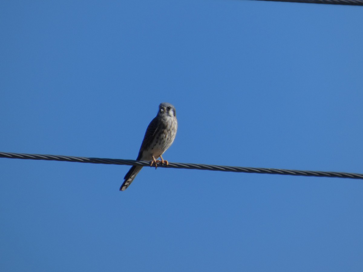 American Kestrel - ML644545795