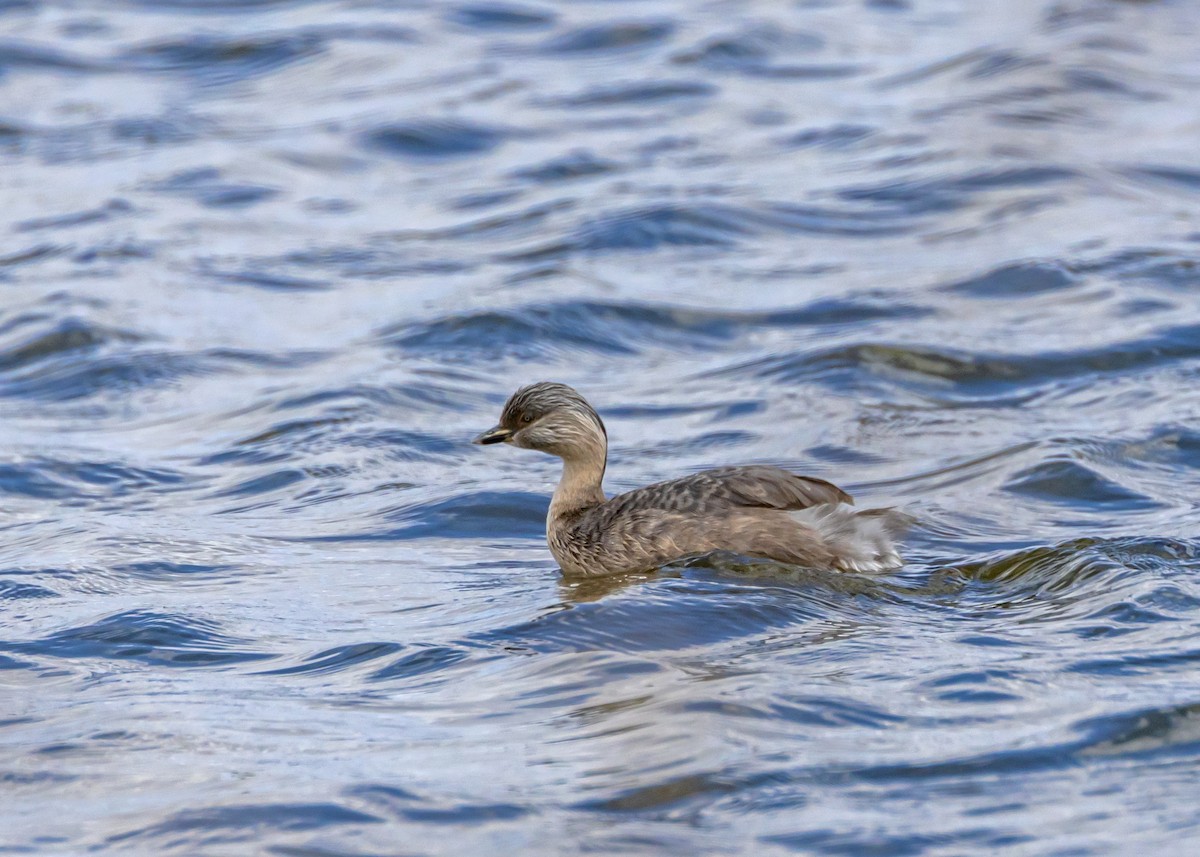 Grèbe argenté - ML644545798