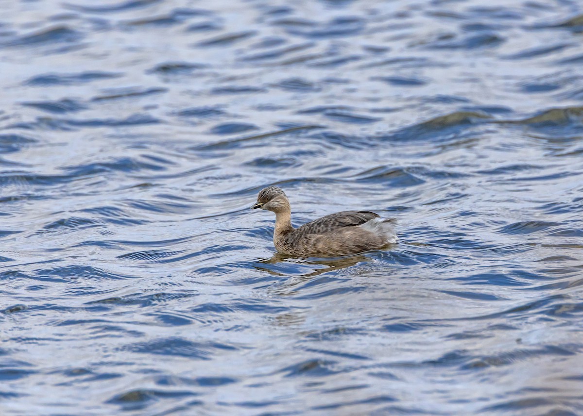 Grèbe argenté - ML644545801