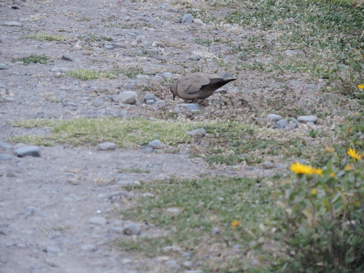 Black-winged Ground Dove - ML644545812