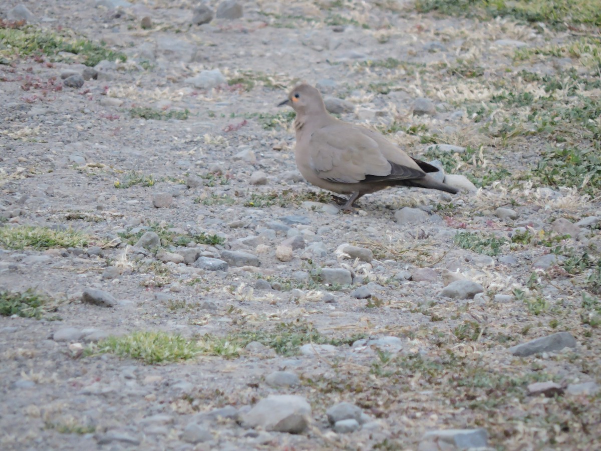 Black-winged Ground Dove - ML644545813