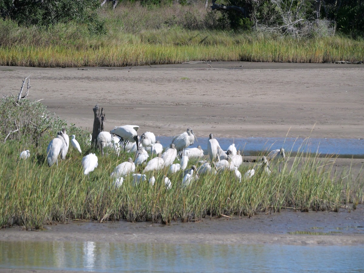 Wood Stork - ML644545815