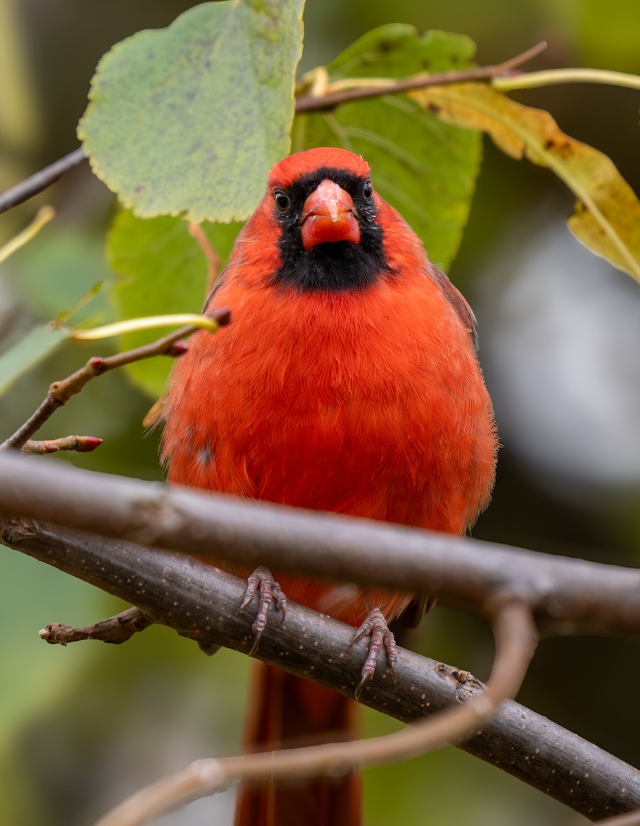 Northern Cardinal - ML644545816