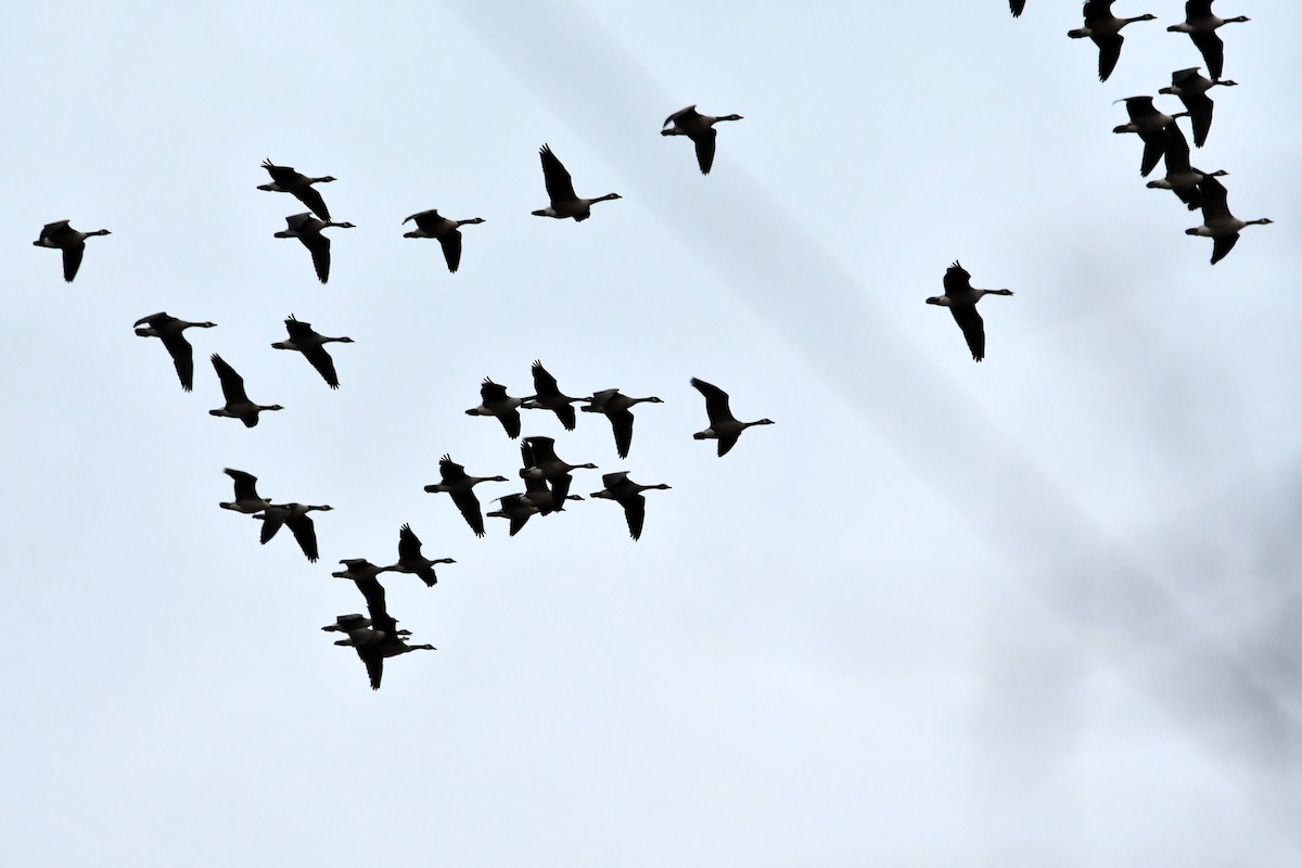 Bernache du Canada - ML644545818