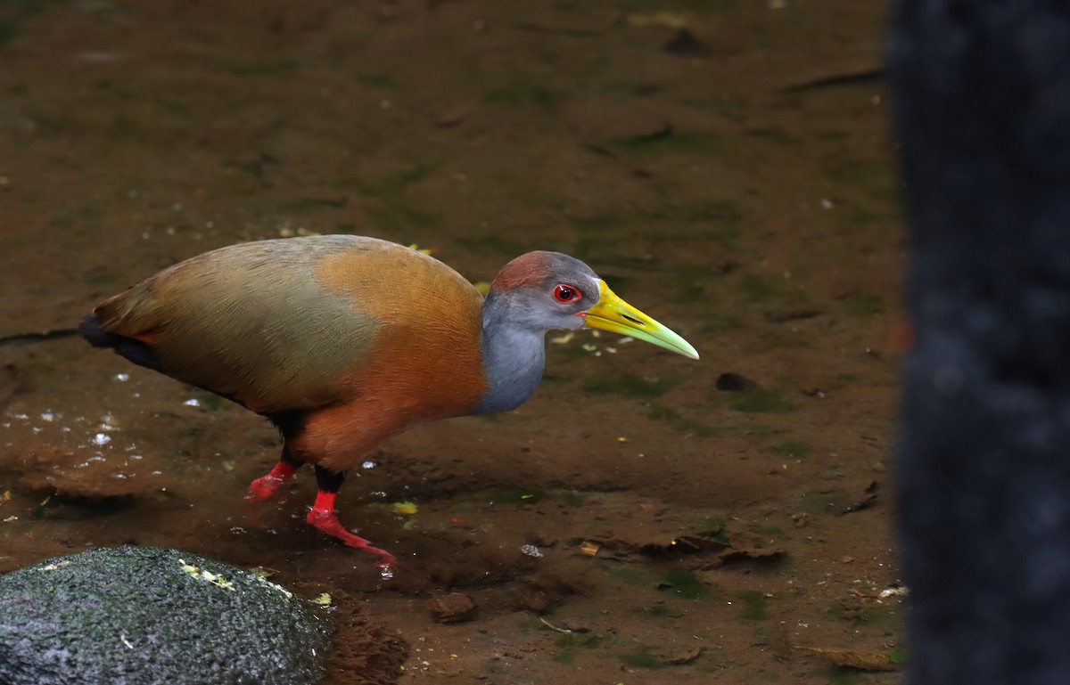 Russet-naped Wood-Rail - ML644545823