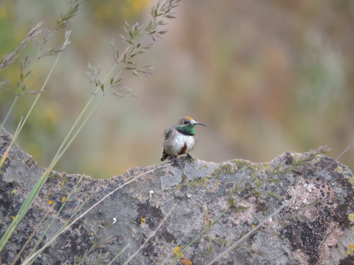 Andean Hillstar - ML644545829