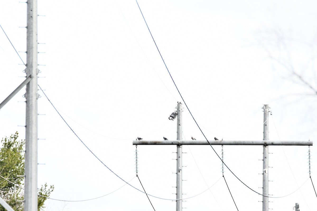 カワラバト（ドバト、家畜型） - ML644545831