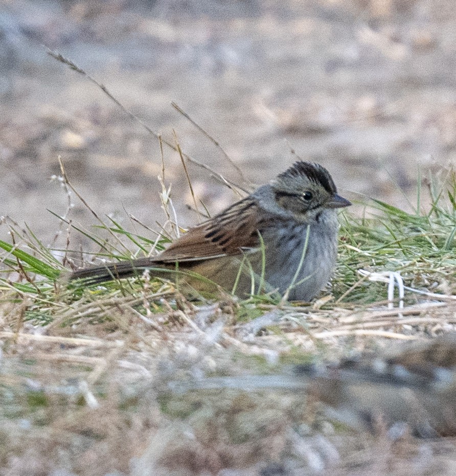 ヌマウタスズメ - ML644545834