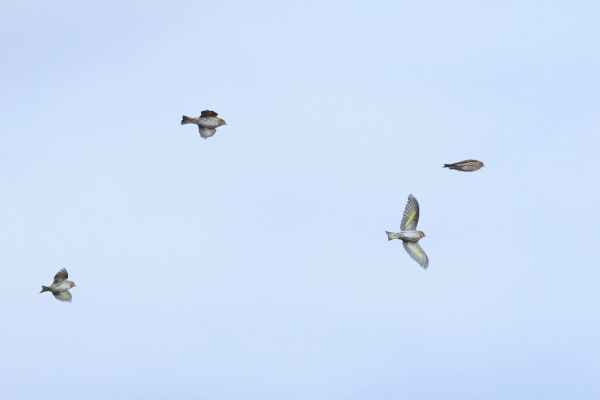 Pine Siskin - ML644545836