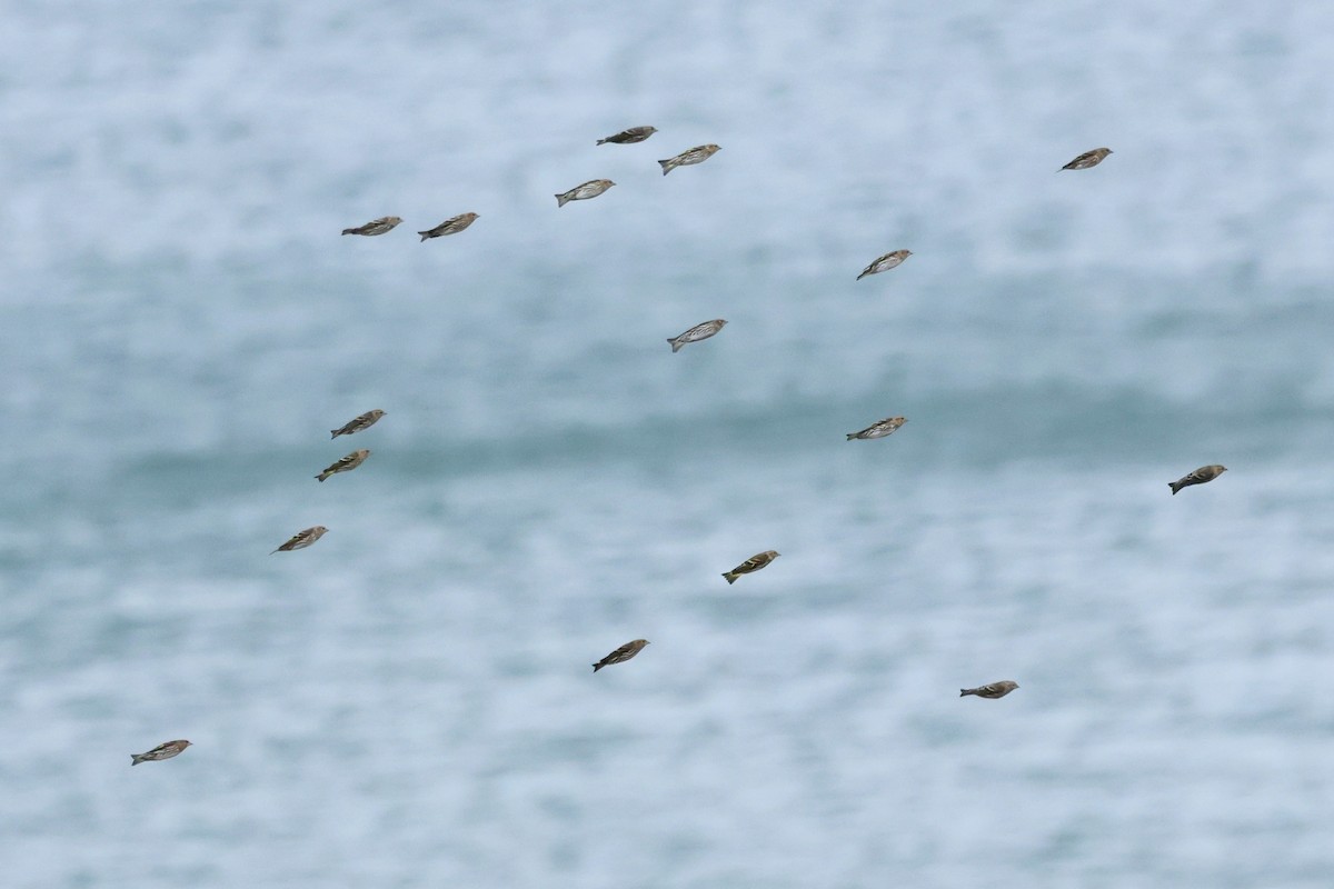 Pine Siskin - ML644545839