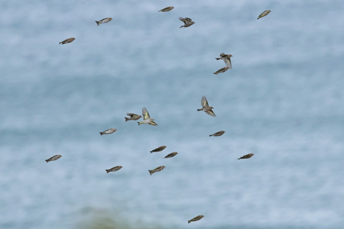 Pine Siskin - ML644545840