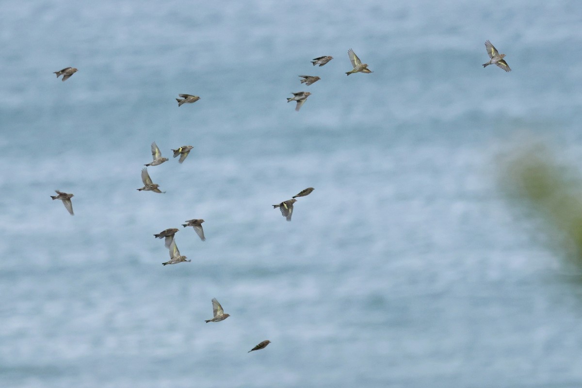 Pine Siskin - ML644545841