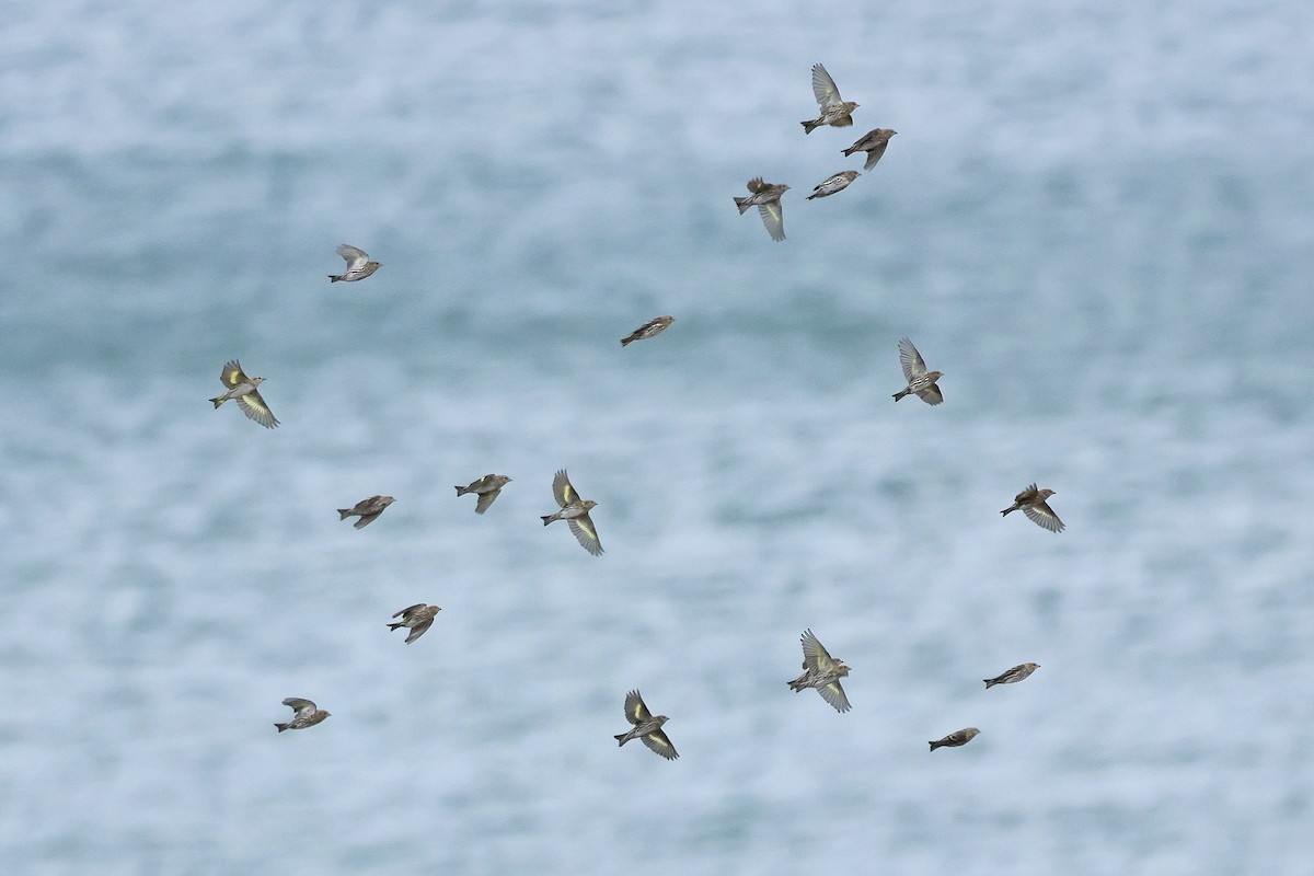 Pine Siskin - ML644545842