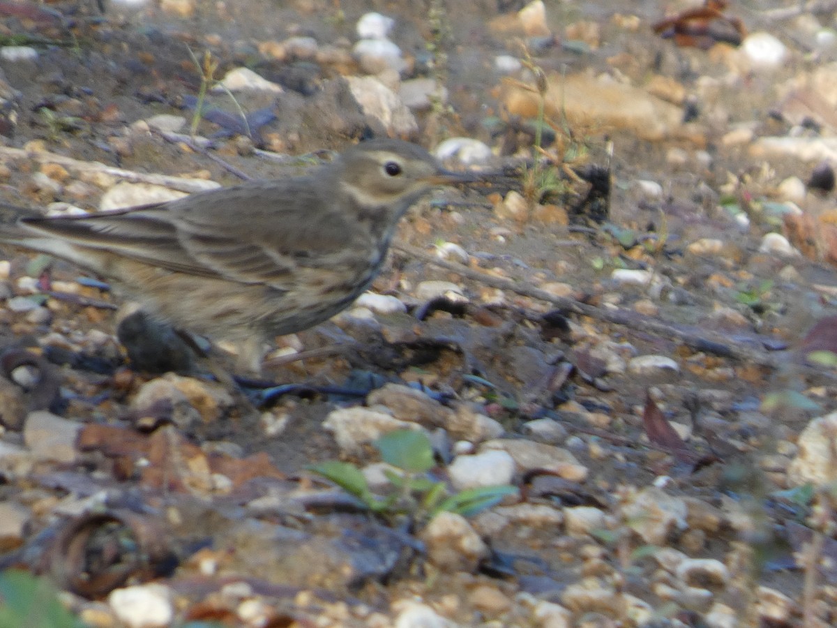 American Pipit - ML644545846