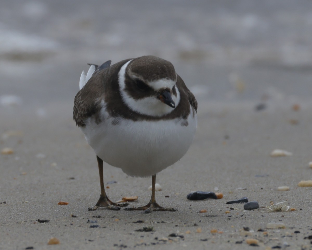 Semipalmated Plover - ML644545849