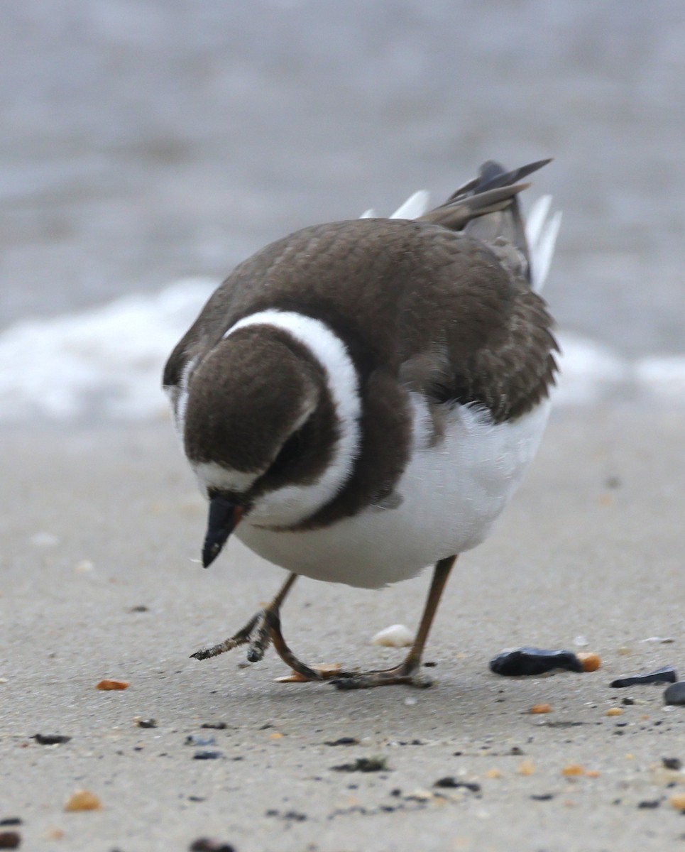 Semipalmated Plover - ML644545850