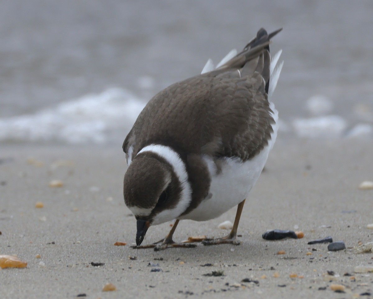 Semipalmated Plover - ML644545851