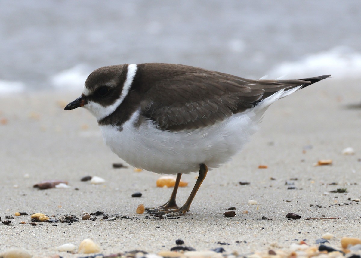 Semipalmated Plover - ML644545852