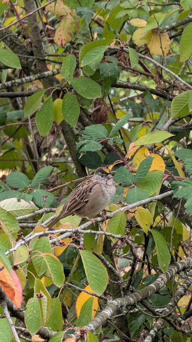 Golden-crowned Sparrow - ML644545854