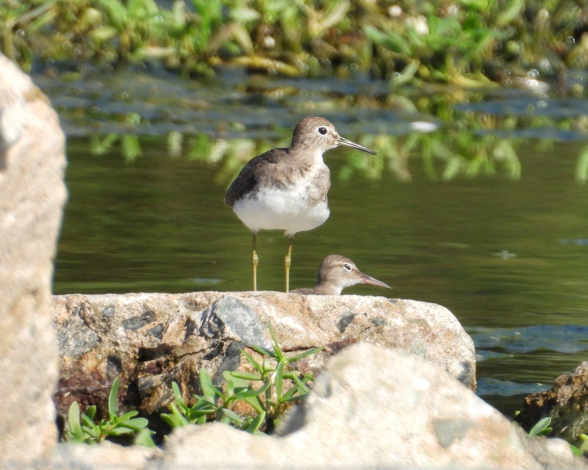Solitary Sandpiper - ML644545856