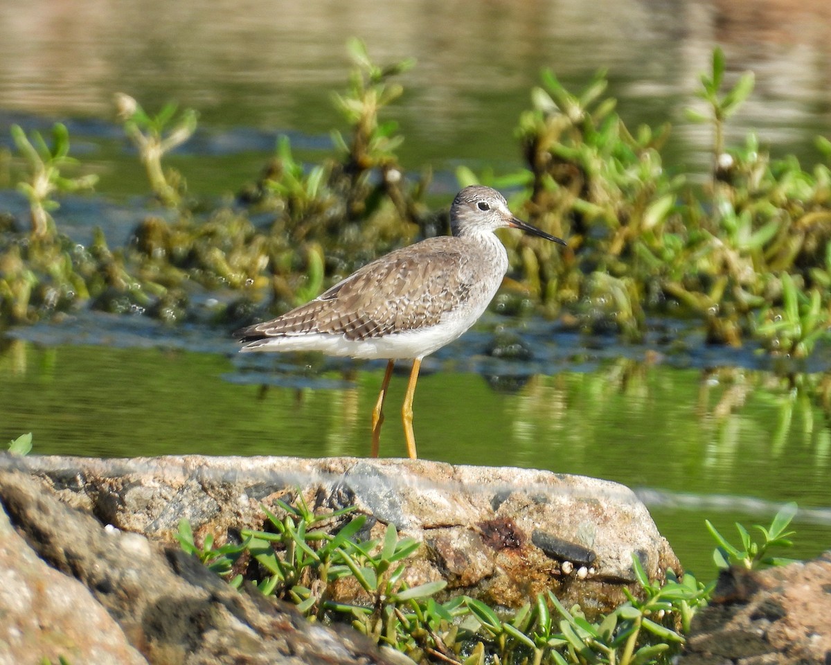 Solitary Sandpiper - ML644545857