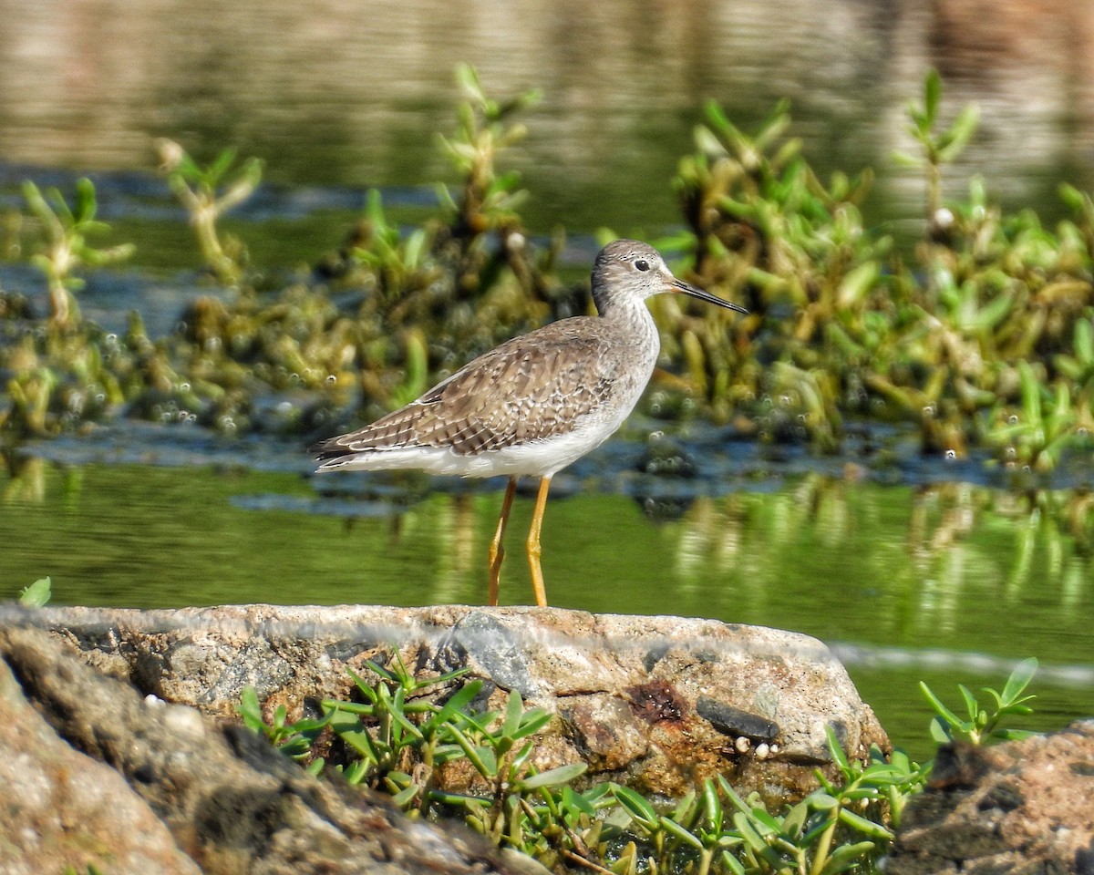 Solitary Sandpiper - ML644545858