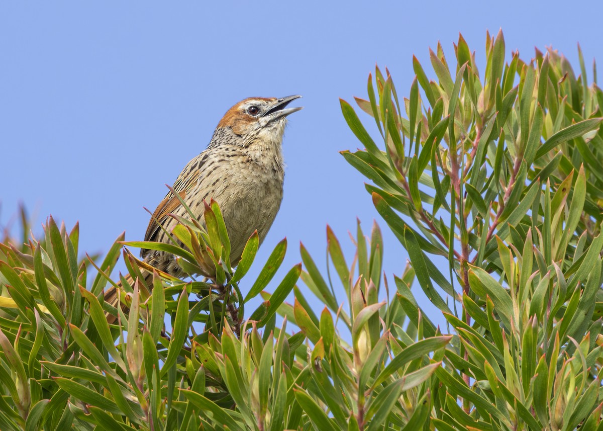 Cape Grassbird - ML644545860