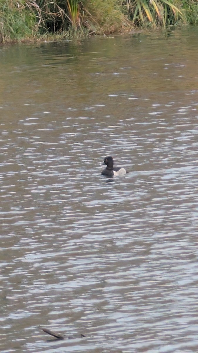 Ring-necked Duck - ML644545872