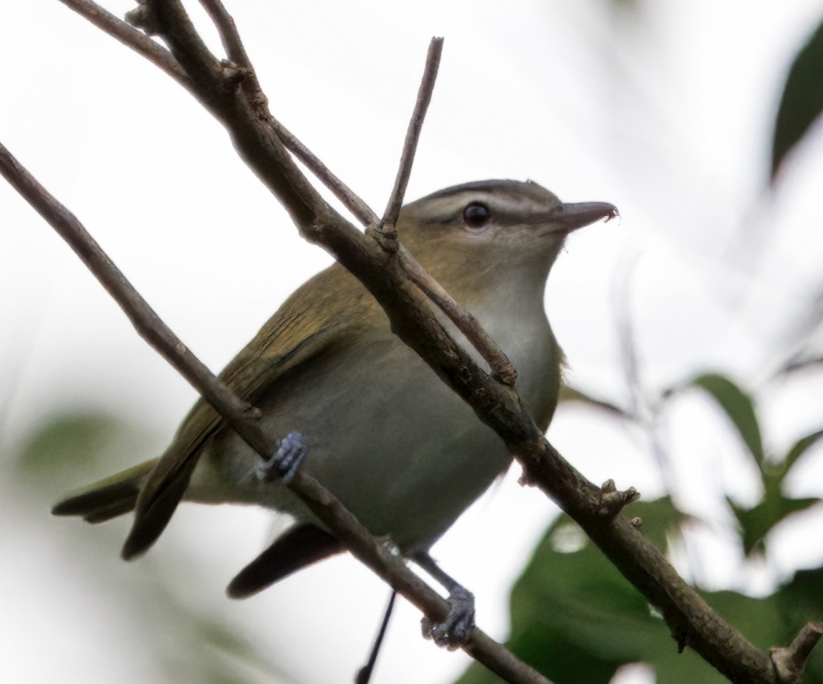 アカメモズモドキ - ML644545882