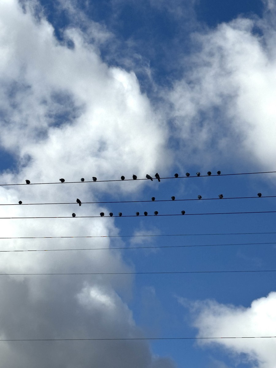 カワラバト（ドバト、家畜型） - ML644545883