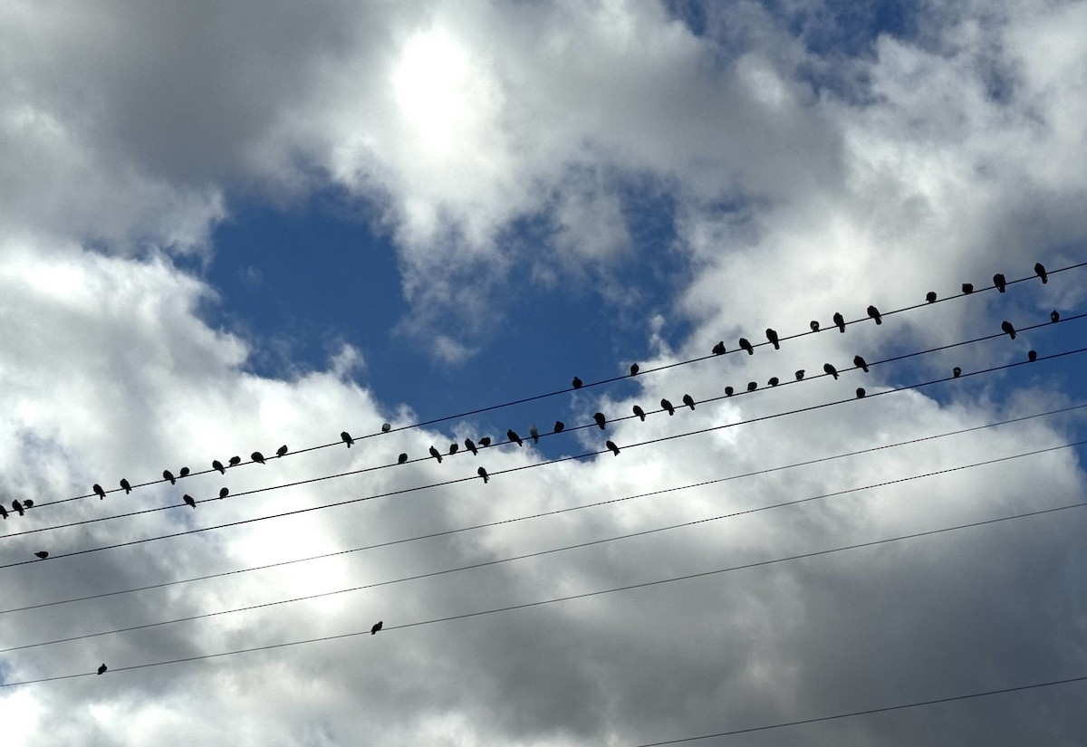 カワラバト（ドバト、家畜型） - ML644545884