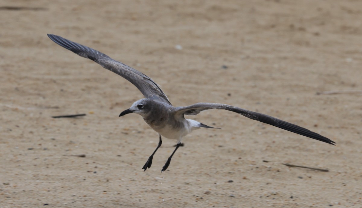 笑鷗 - ML644545887