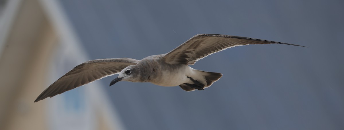 笑鷗 - ML644545888