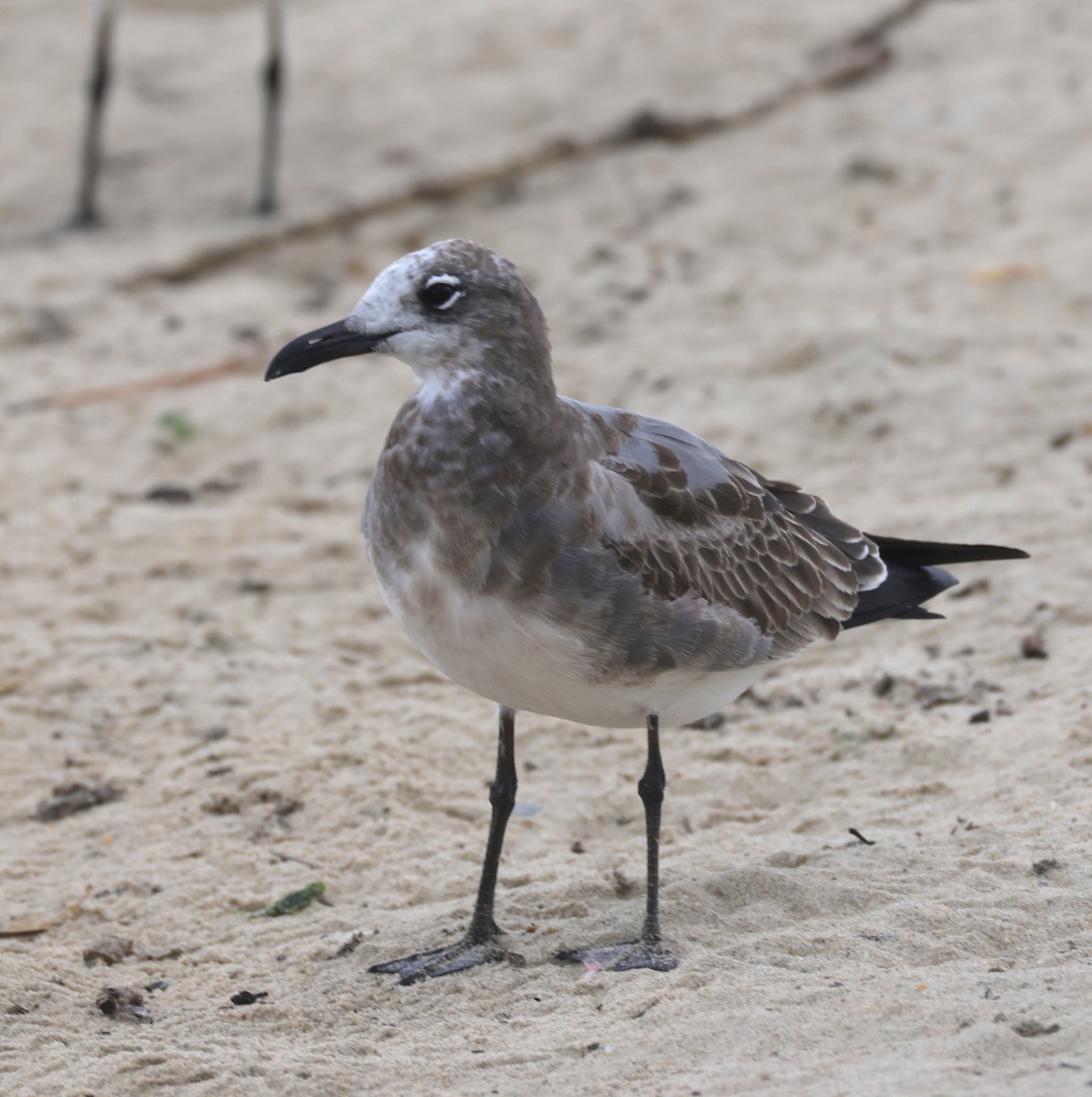 笑鷗 - ML644545889