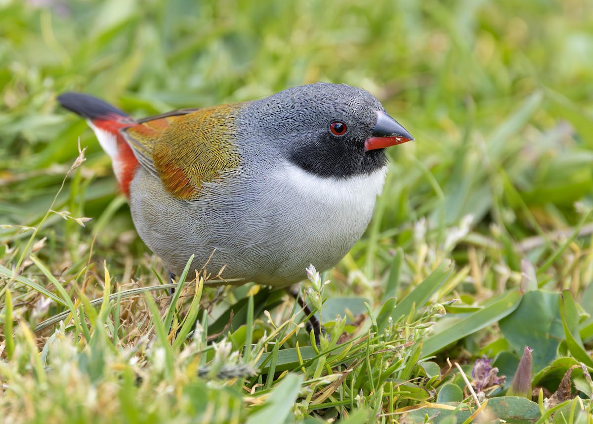 Swee Waxbill - ML644545899