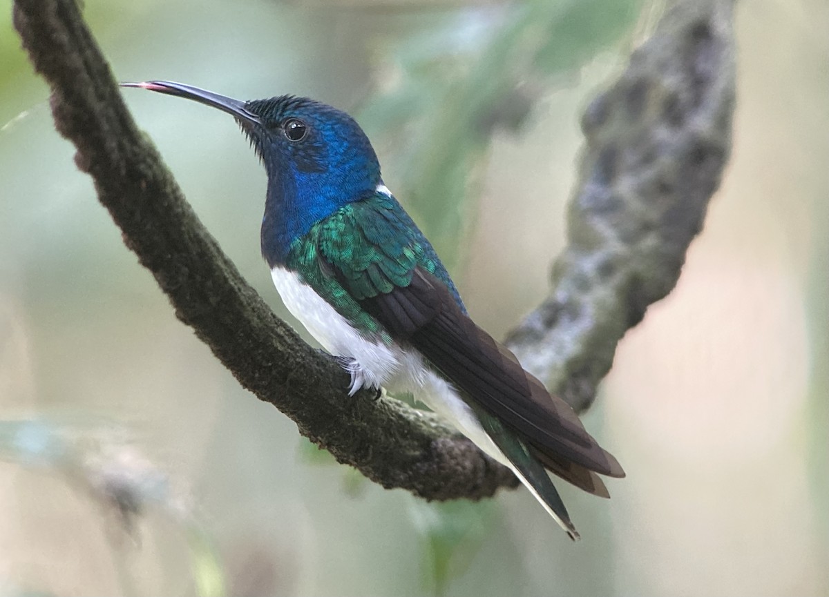 Weißnackenkolibri - ML644545903