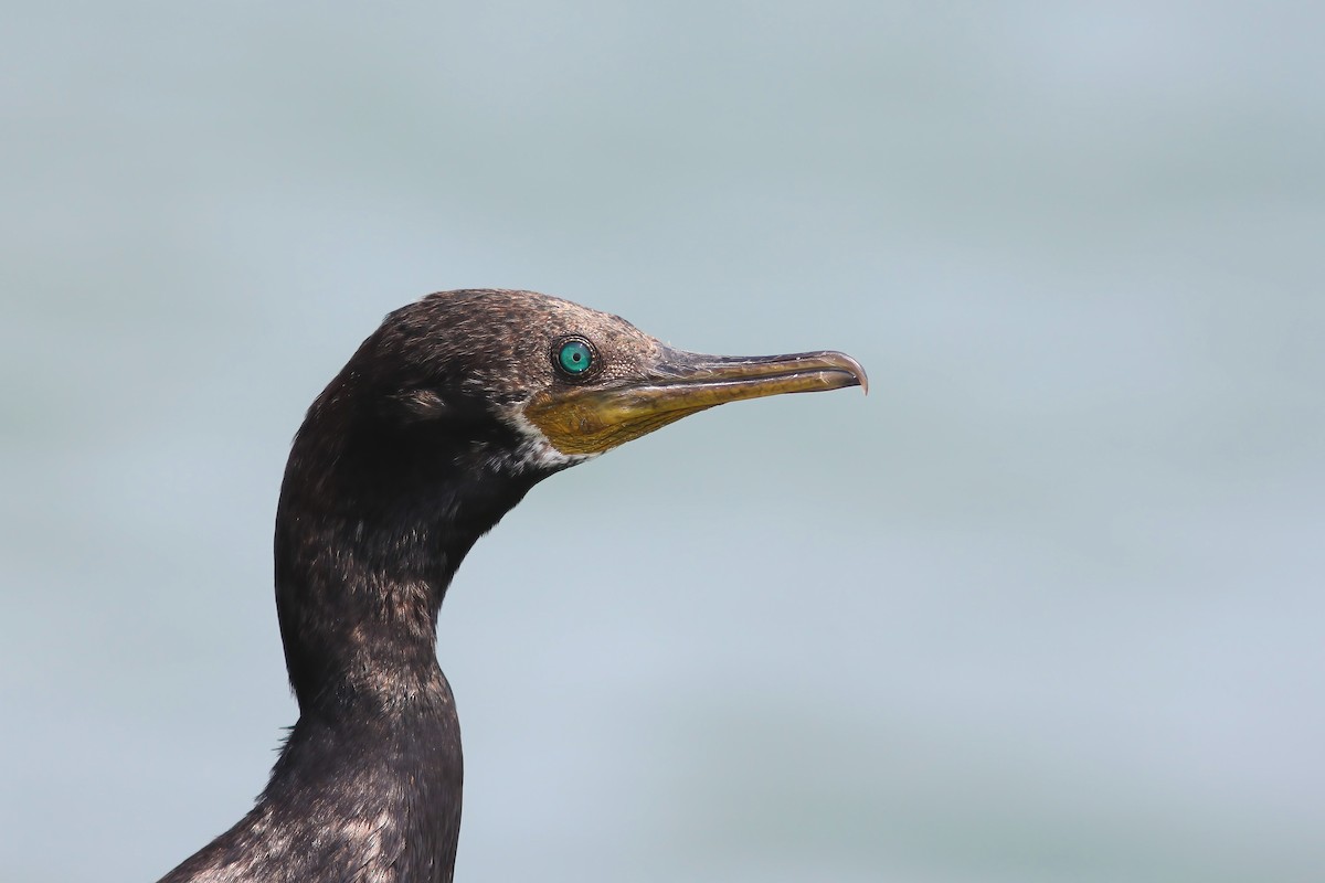 Indian Cormorant - ML644545904