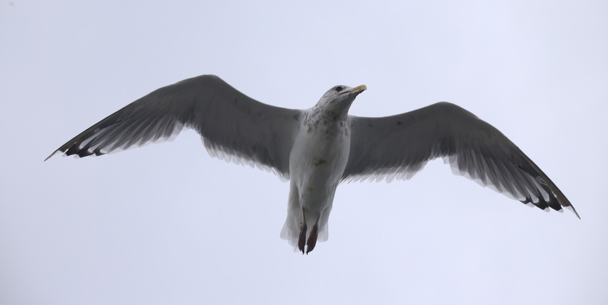Ring-billed Gull - ML644545907