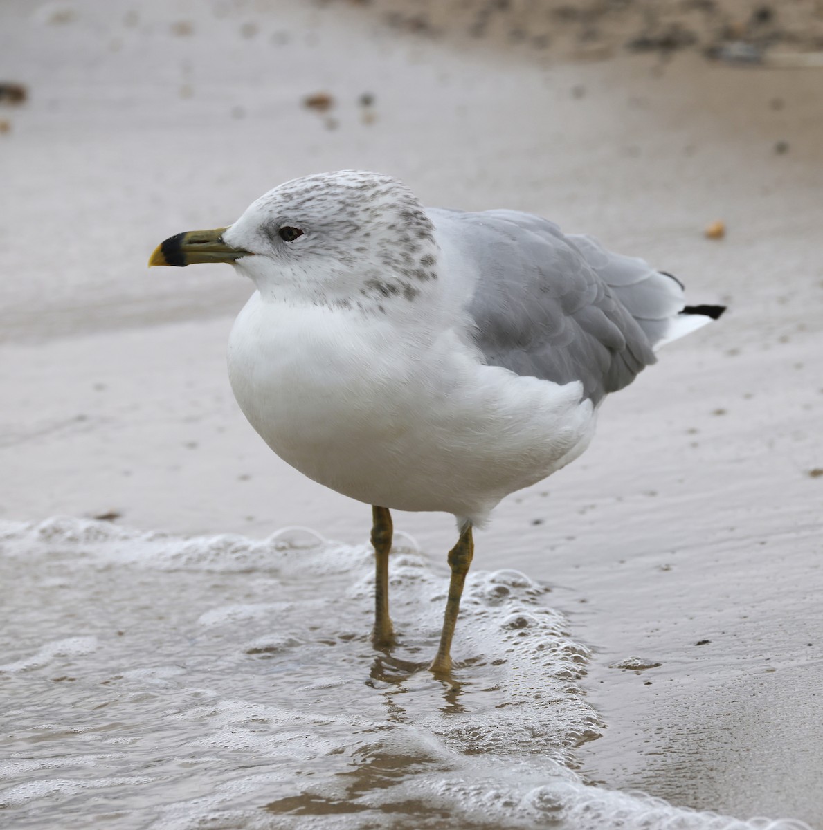 Ring-billed Gull - ML644545908