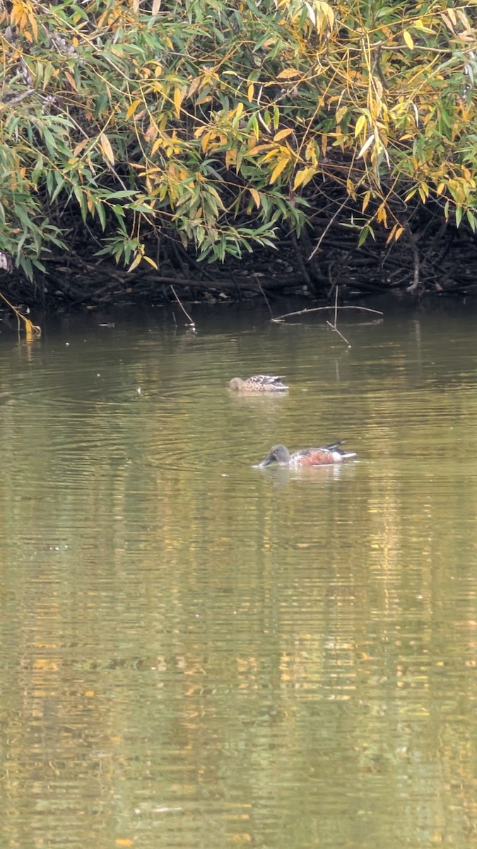 Northern Shoveler - ML644545909