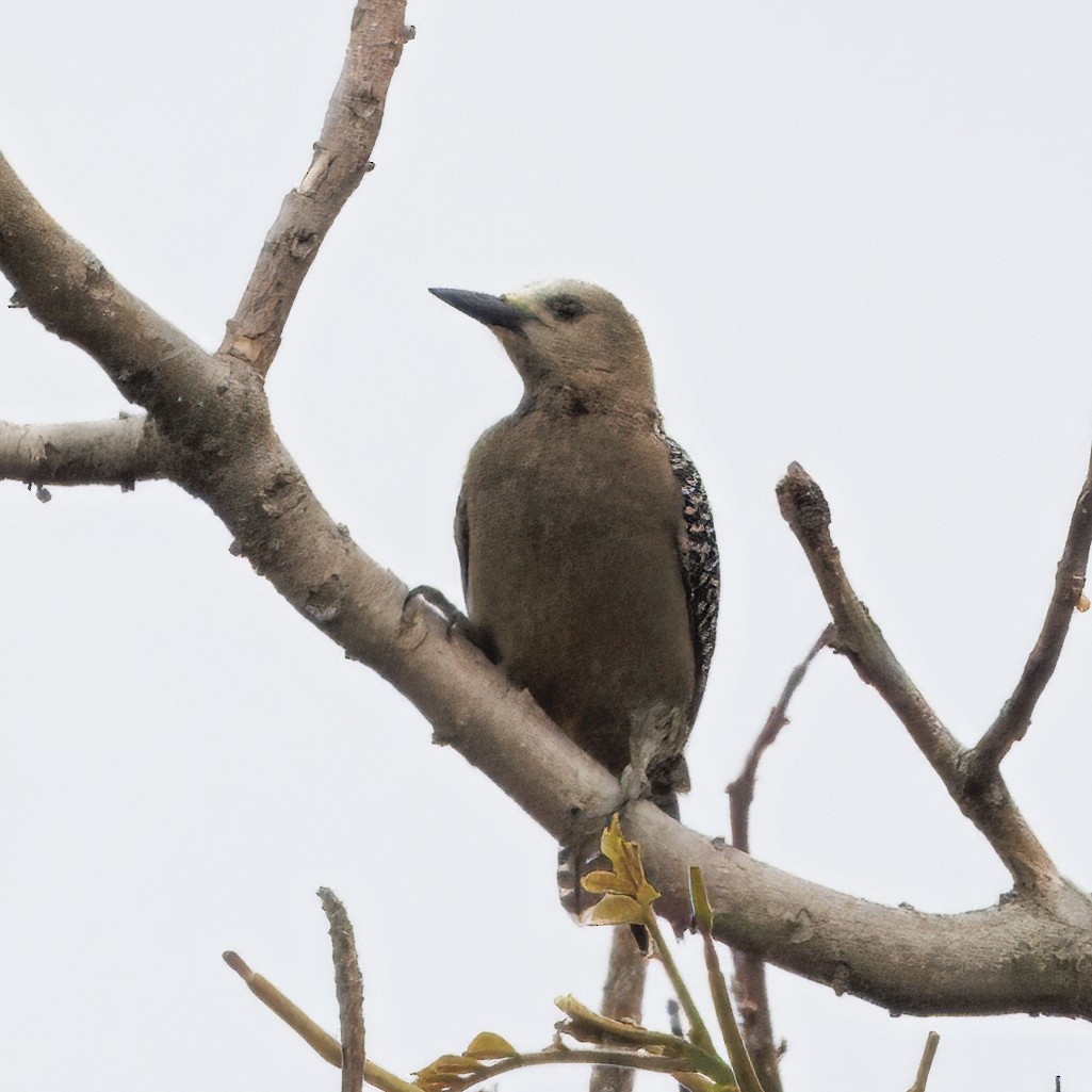 Hoffmann's Woodpecker - ML644545918