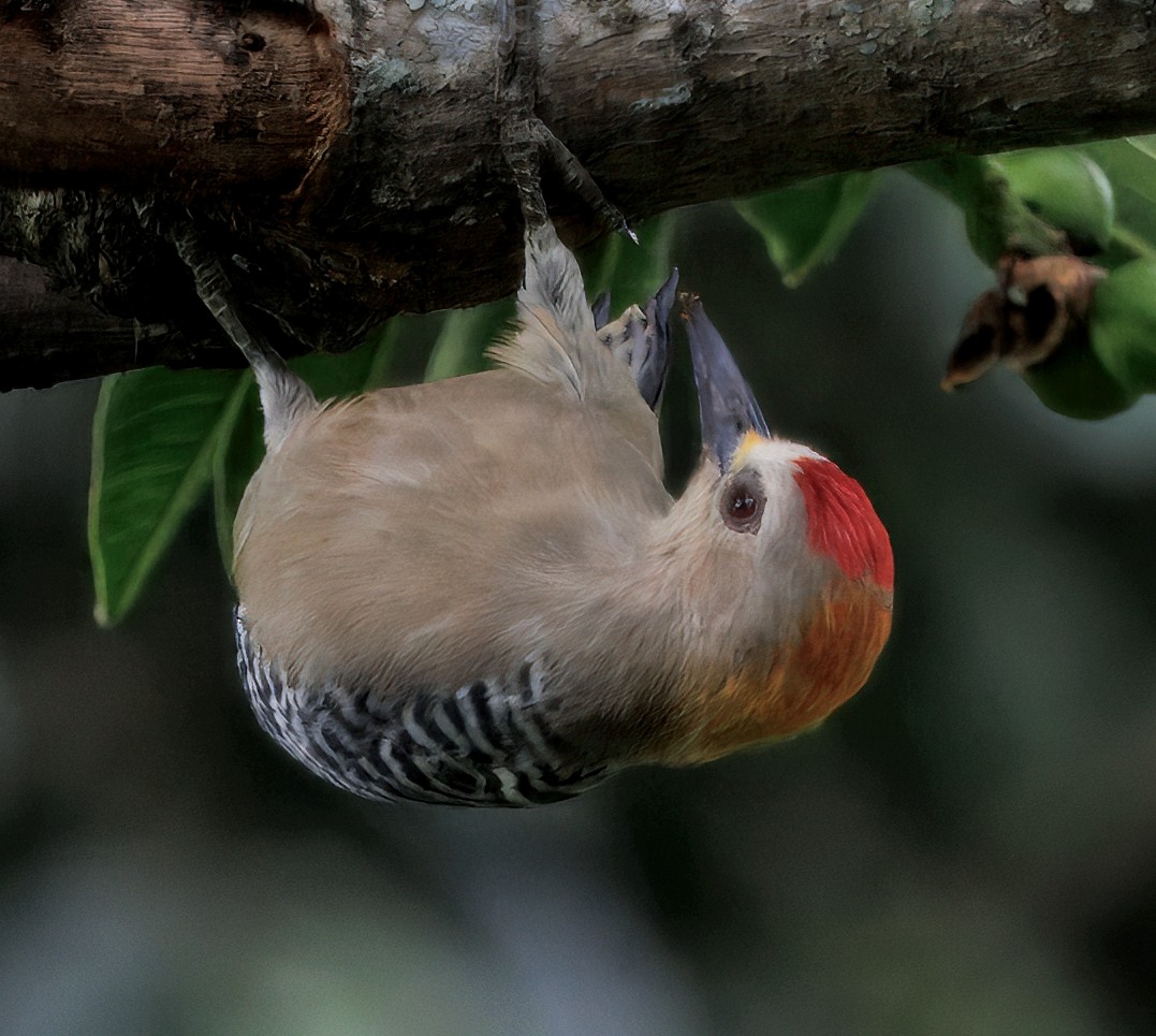 Hoffmann's Woodpecker - ML644545919