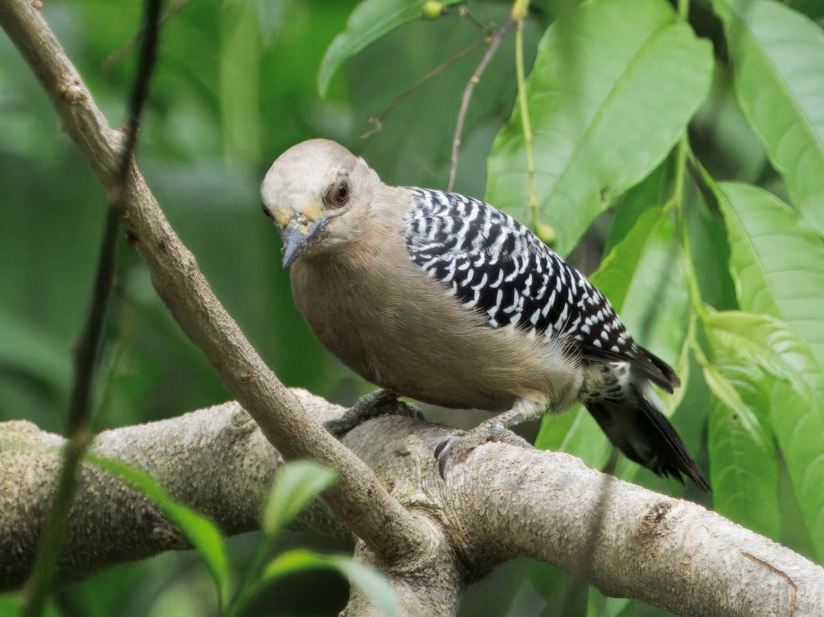 Hoffmann's Woodpecker - ML644545920