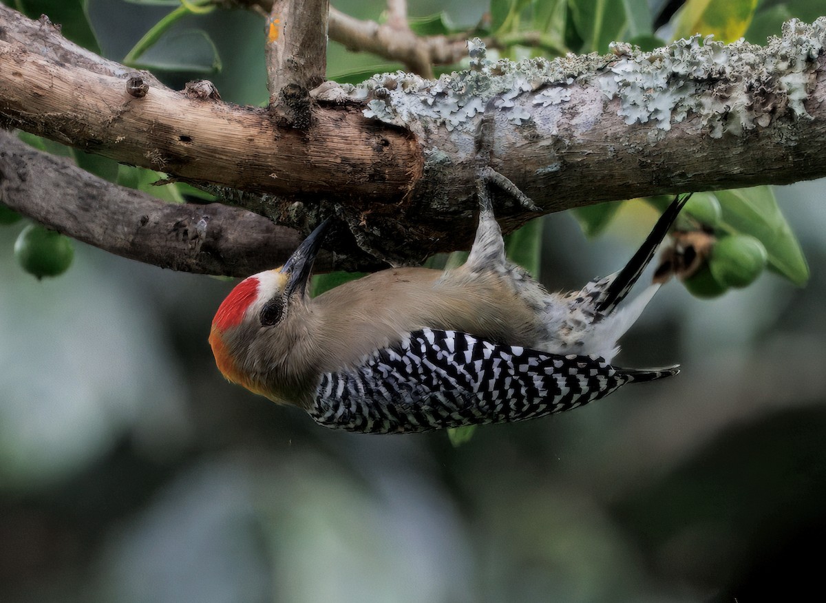 Hoffmann's Woodpecker - ML644545921