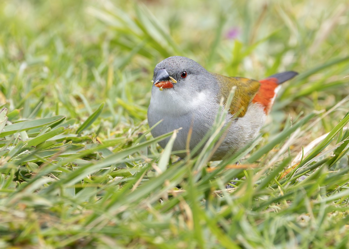 Swee Waxbill - ML644545922