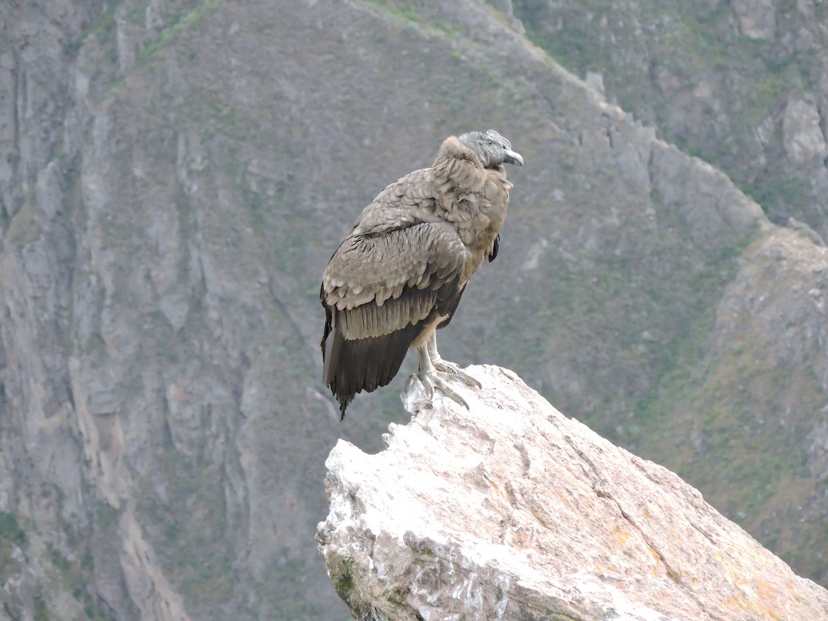 Andean Condor - ML644545927