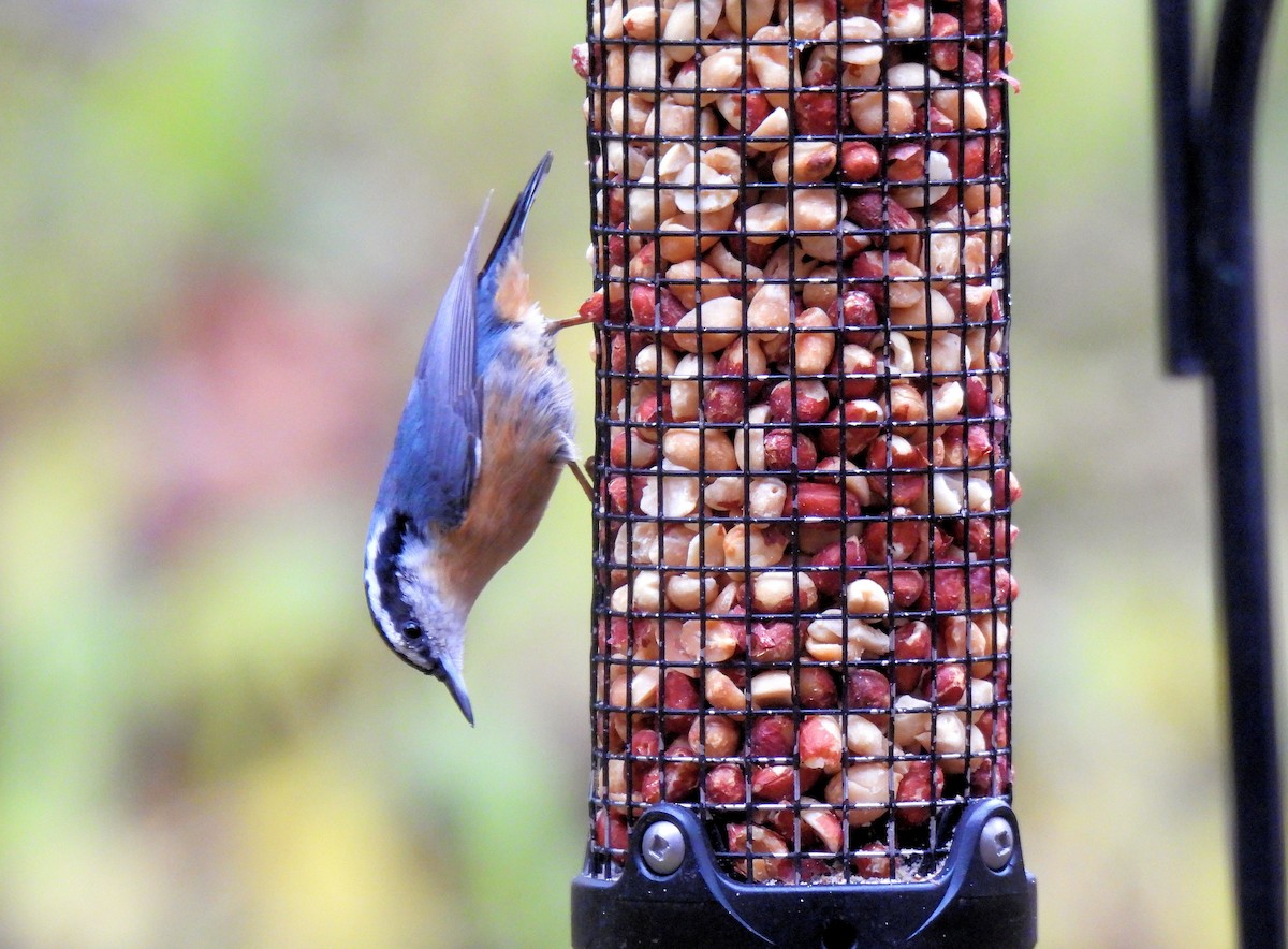 ムネアカゴジュウカラ - ML644545936