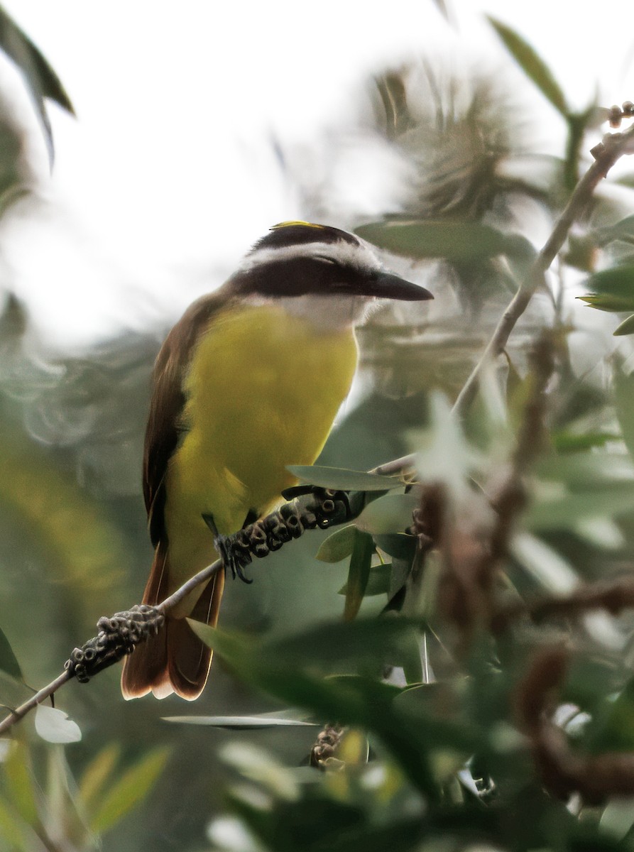 Bienteveo Común - ML644545937